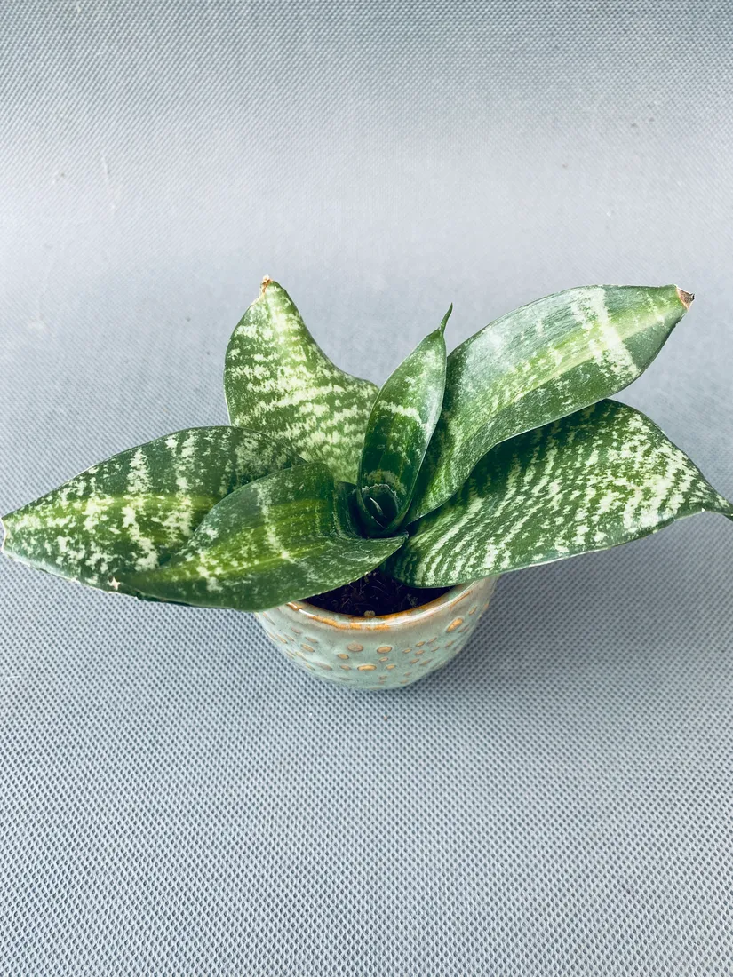 sansevieria-hahnii-10-cm