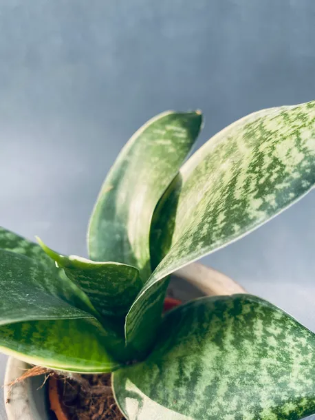 sansevieria-hahnii-10-cm-roslina-w-postaci-inna