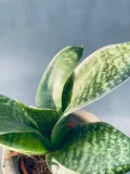sansevieria-hahnii-10-cm-roslina-w-postaci-inna