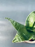 sansevieria-hahnii-10-cm-kod-produktu-22543