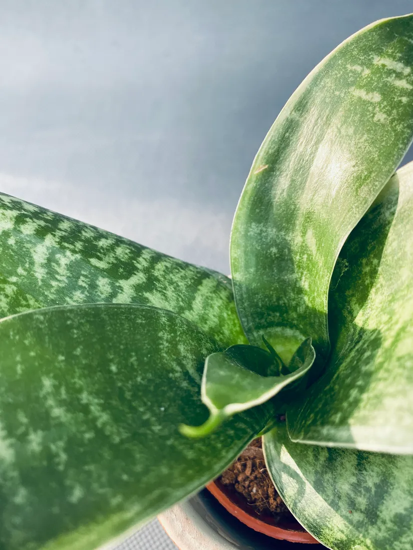 sansevieria-hahnii-10-cm