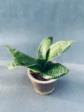 sansevieria-hahnii-10-cm-rodzaj-rosliny-rosliny-zielone-kod-produktu-22543