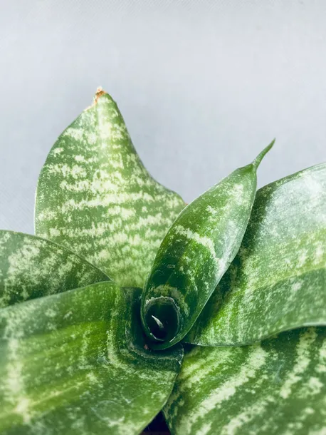 sansevieria-hahnii-10-cm-roslina-w-postaci-inna-rodzaj-rosliny-rosliny-zielone