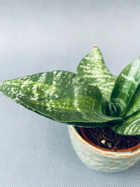 sansevieria-hahnii-10-cm-roslina-w-postaci-inna-kod-produktu-22543