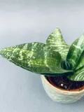 sansevieria-hahnii-10-cm-roslina-w-postaci-inna-kod-produktu-22543