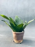 sansevieria-black-jade-10-cm