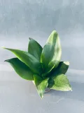 sansevieria-black-jade-10-cm-rodzaj-rosliny-rosliny-zielone