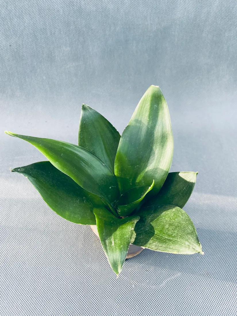 sansevieria-black-jade-10-cm