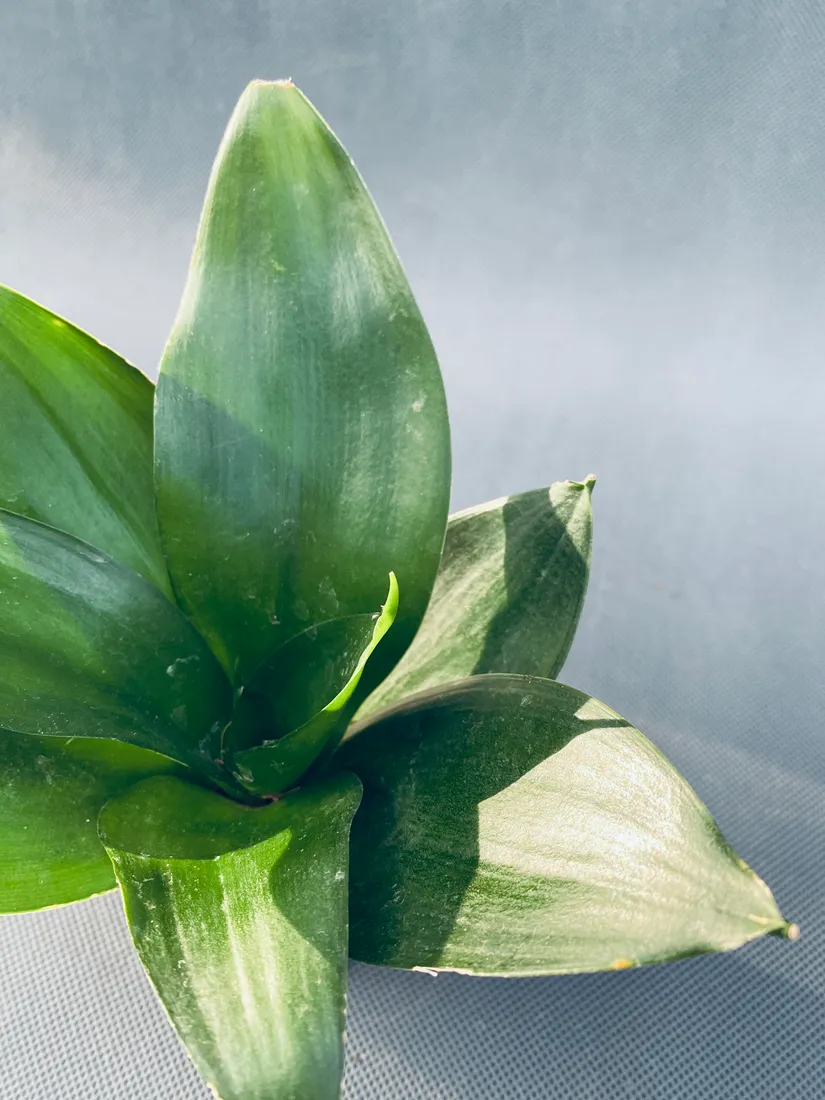 sansevieria-black-jade-10-cm