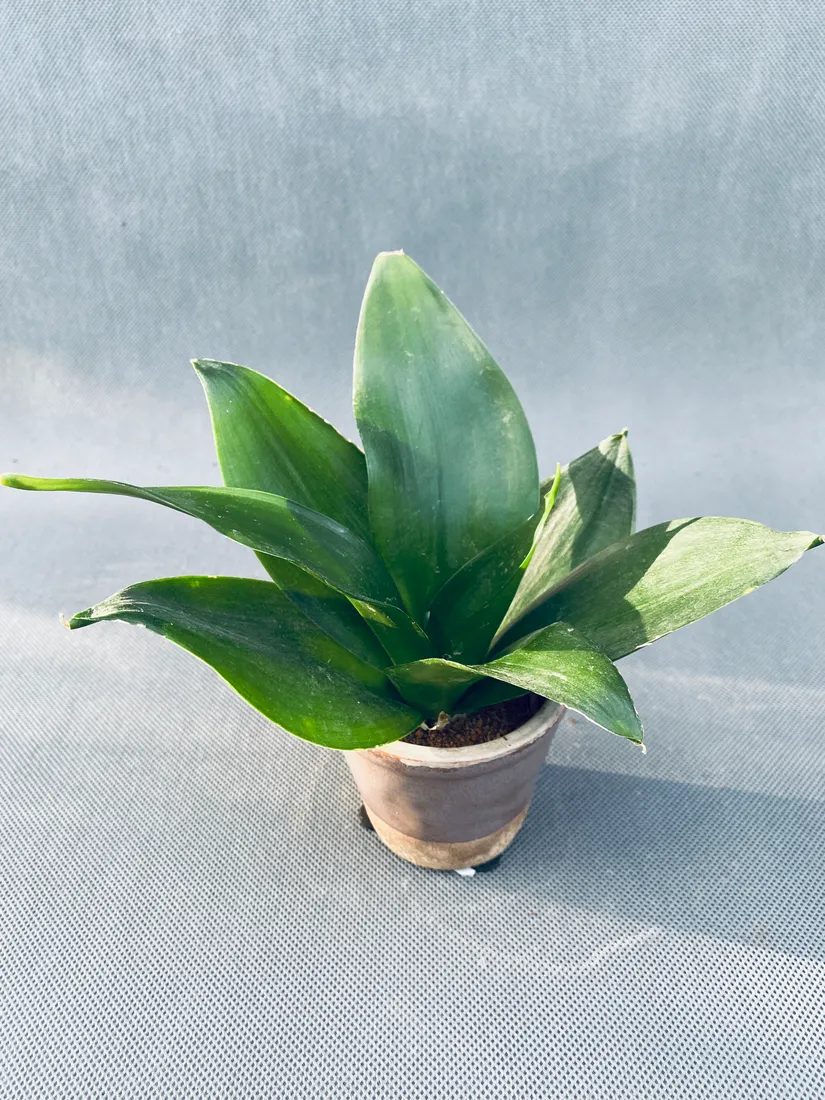 sansevieria-black-jade-10-cm