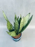 sansevieria-zeylanica-rodzaj-rosliny-rosliny-zielone