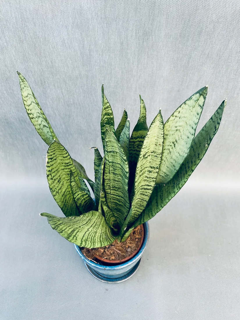 sansevieria-zeylanica