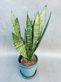 sansevieria-zeylanica