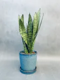 sansevieria-zeylanica-roslina-w-postaci-inna