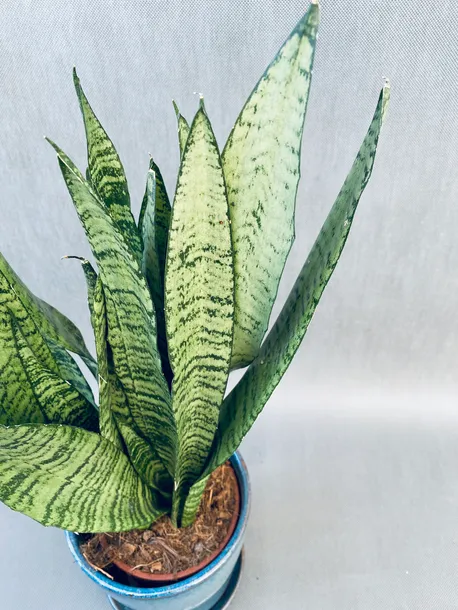 sansevieria-zeylanica-kod-produktu-109833