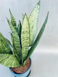 sansevieria-zeylanica-kod-produktu-109833