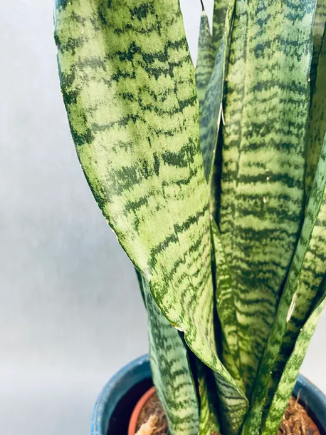 sansevieria-zeylanica-rodzaj-rosliny-rosliny-zielone-roslina-w-postaci-inna