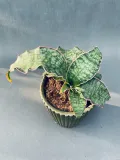 sansevieria-star-green-granite-35-cm-rodzaj-rosliny-rosliny-zielone