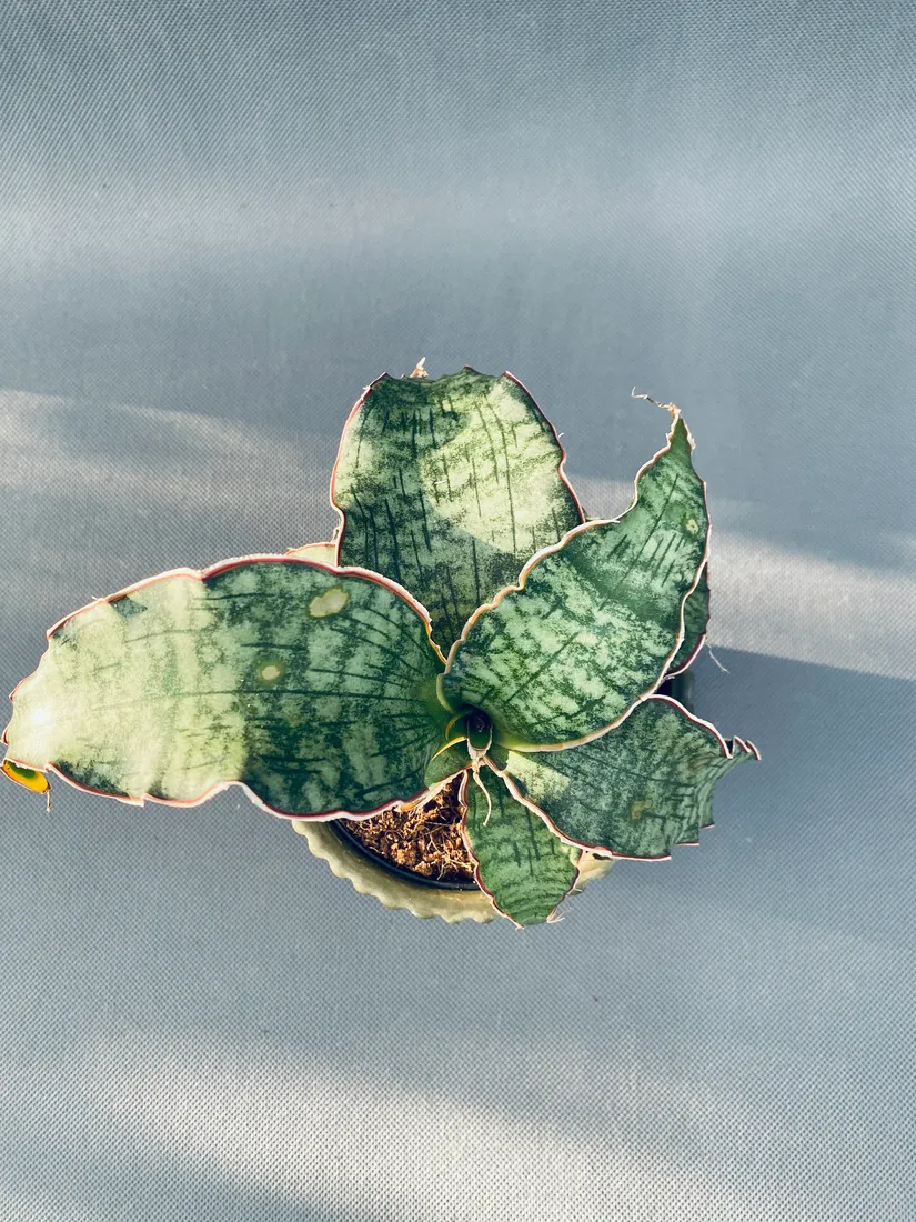 sansevieria-star-green-granite-35-cm