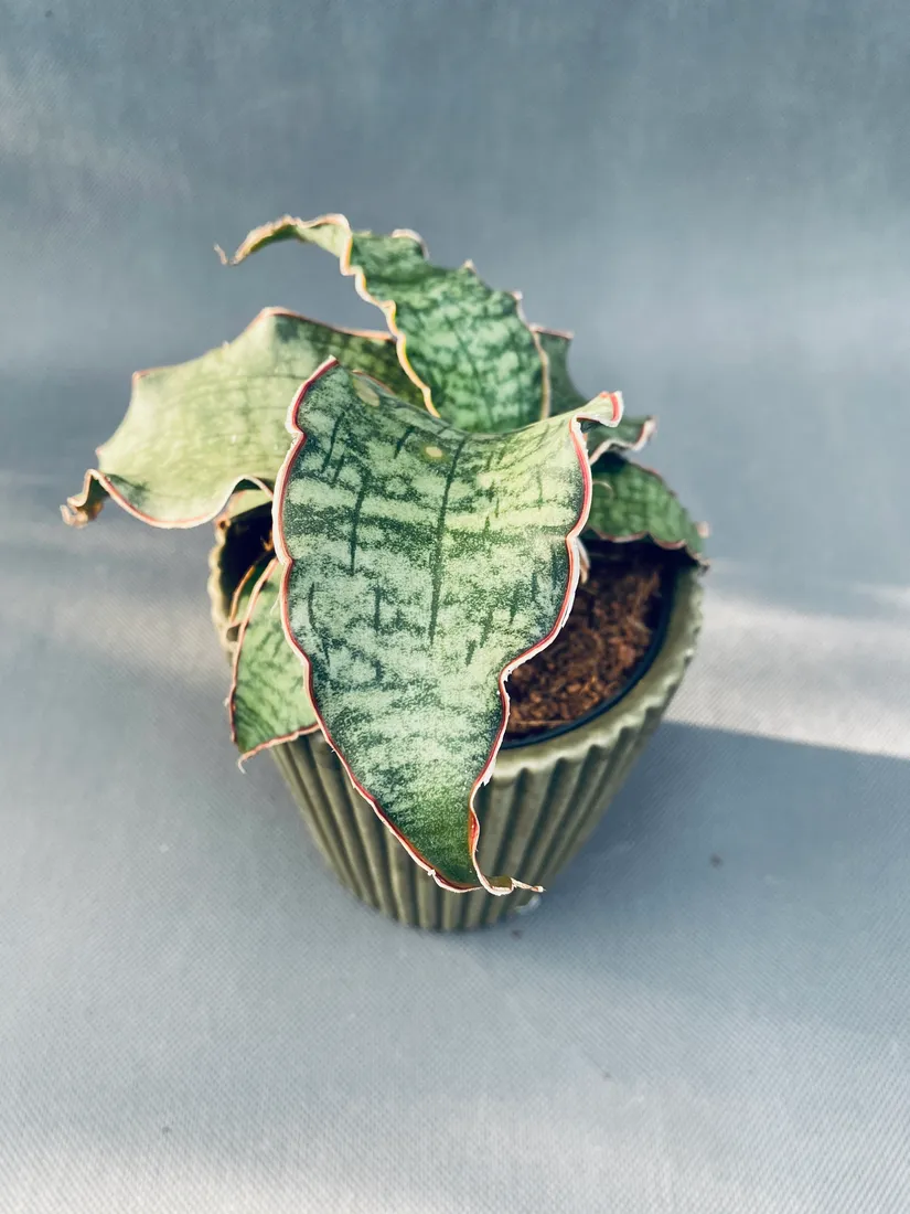 sansevieria-star-green-granite-35-cm-rodzaj-rosliny-rosliny-zielone