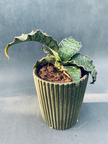 sansevieria-star-green-granite-35-cm-rodzaj-rosliny-rosliny-zielone-roslina-w-postaci-inna