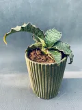 sansevieria-star-green-granite-35-cm-rodzaj-rosliny-rosliny-zielone-roslina-w-postaci-inna