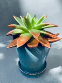 echeveria-miranda-13-cm