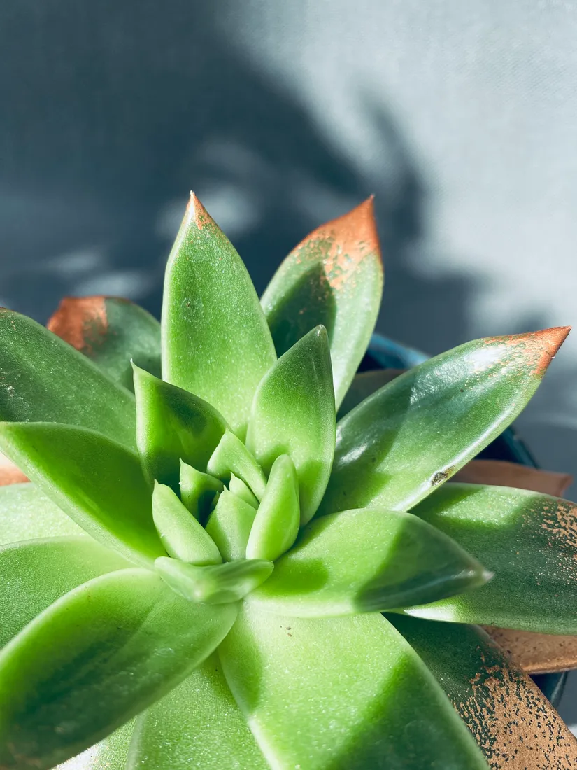 echeveria-miranda-13-cm