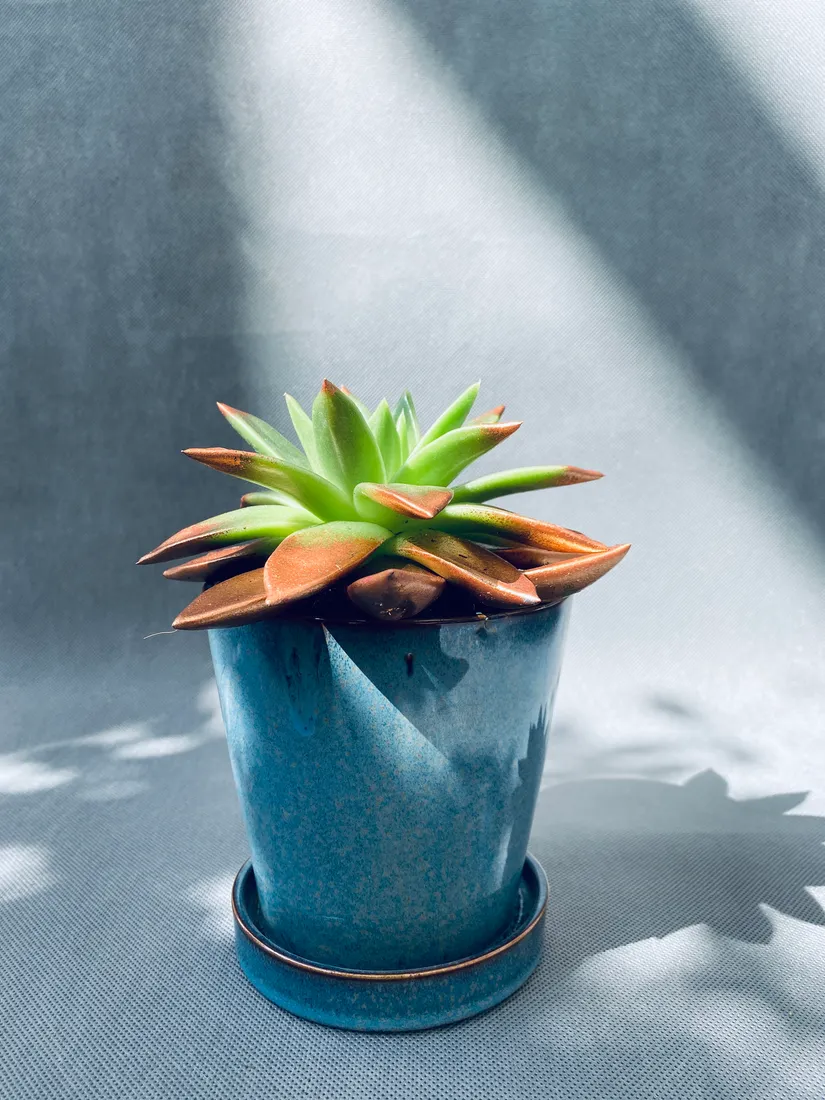 echeveria-miranda-13-cm