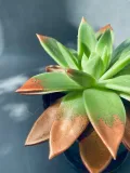 echeveria-miranda-13-cm-kod-produktu-103070