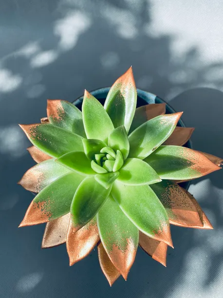 echeveria-miranda-13-cm-rodzaj-rosliny-rosliny-zielone-roslina-w-postaci-inna