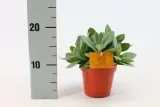senecio-cephalophorus-mountain-fire-15-cm