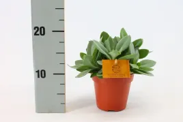 senecio-cephalophorus-mountain-fire-15-cm