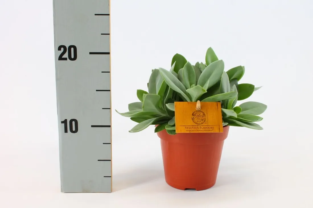 senecio-cephalophorus-mountain-fire-15-cm