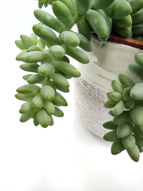 sedum-burrito-20-cm-rodzaj-rosliny-rosliny-zielone