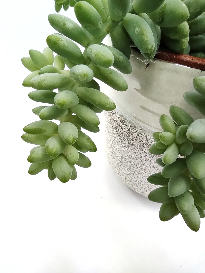 sedum-burrito-20-cm