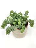 sedum-burrito-20-cm