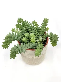 sedum-burrito-20-cm