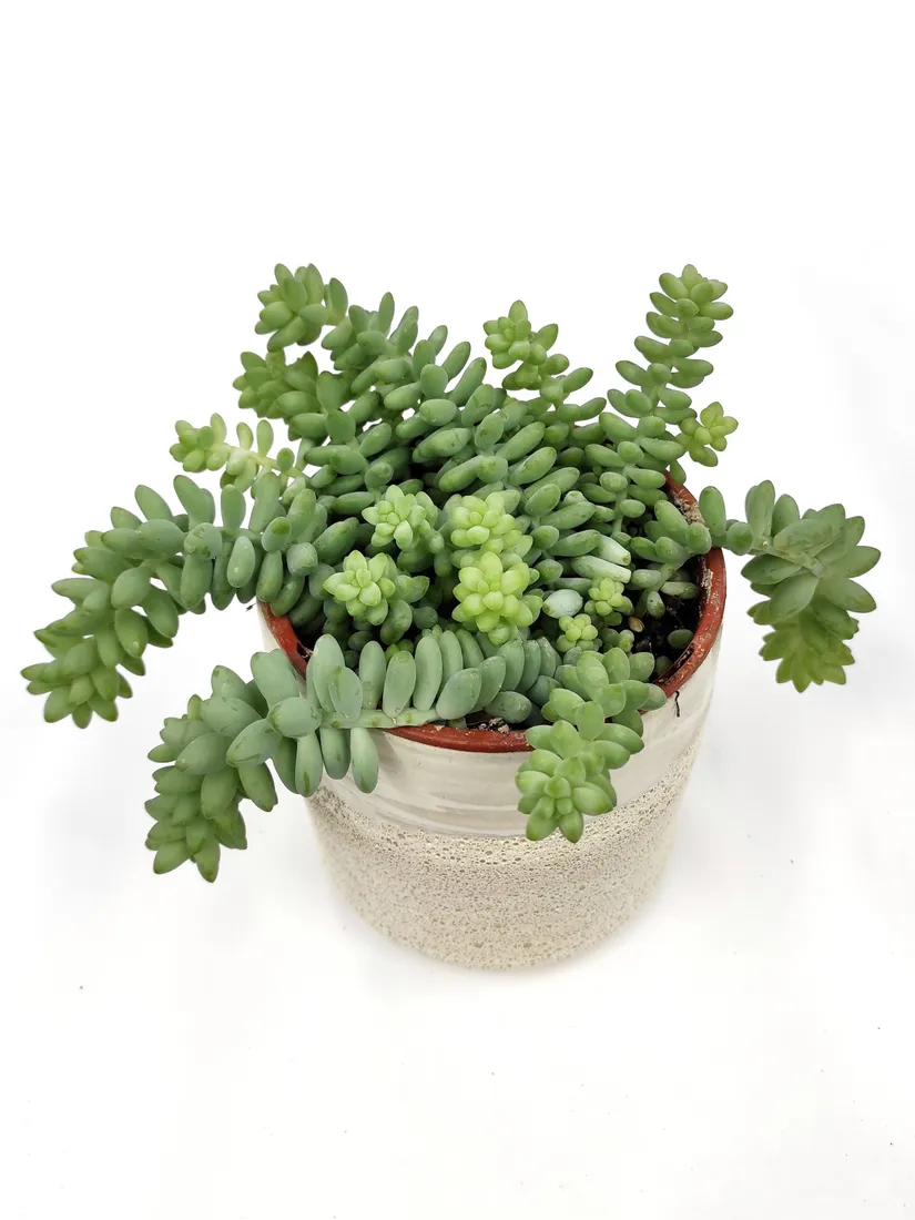 sedum-burrito-20-cm