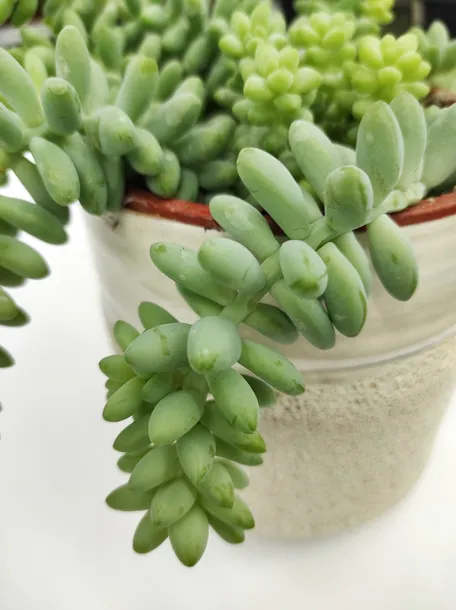 sedum-burrito-20-cm-roslina-w-postaci-inna