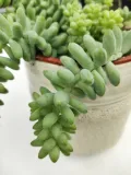 sedum-burrito-20-cm-roslina-w-postaci-inna