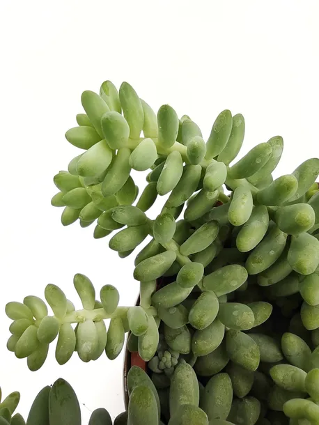 sedum-burrito-20-cm-kod-produktu-107001