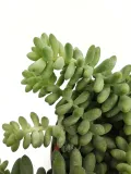 sedum-burrito-20-cm-kod-produktu-107001