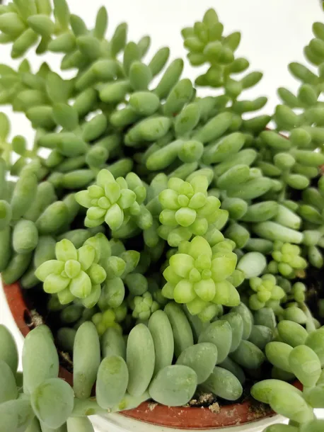 sedum-burrito-20-cm-rodzaj-rosliny-rosliny-zielone-roslina-w-postaci-inna