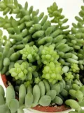 sedum-burrito-20-cm-rodzaj-rosliny-rosliny-zielone-roslina-w-postaci-inna