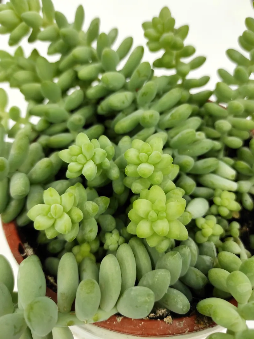 sedum-burrito-20-cm