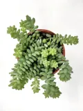 sedum-burrito-20-cm-rodzaj-rosliny-rosliny-zielone-kod-produktu-107001