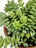 sedum-burrito-20-cm-roslina-w-postaci-inna-rodzaj-rosliny-rosliny-zielone