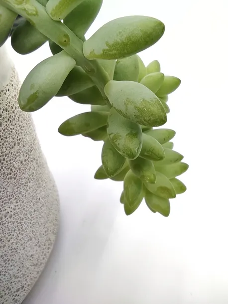 sedum-burrito-20-cm-roslina-w-postaci-inna-kod-produktu-107001