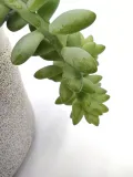 sedum-burrito-20-cm-roslina-w-postaci-inna-kod-produktu-107001